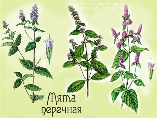 Описание как выглядит растения мята Виды мяты