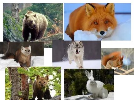 Животные пермского края презентация
