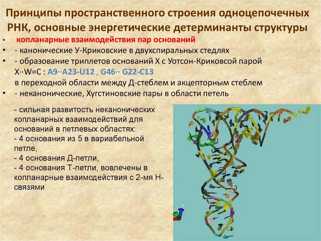 Пространственная структура РНК. Пространственная структура нуклеиновых кислот. Пространственная структура молекулы РНК. Пространственное строение РНК.