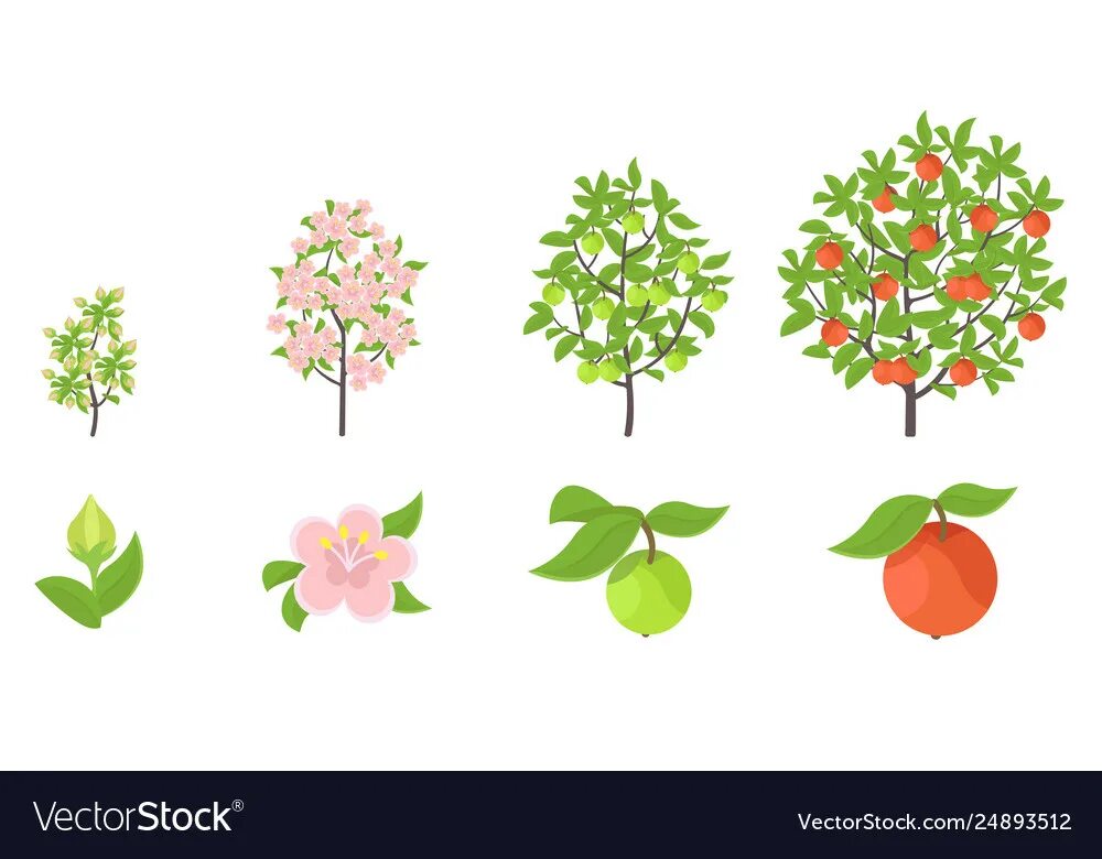 Программа яблоня. Этапы роста яблони. Стадии роста яблони. Этапы роста дерева яблони. Этапы поста дерева для дошкольников.