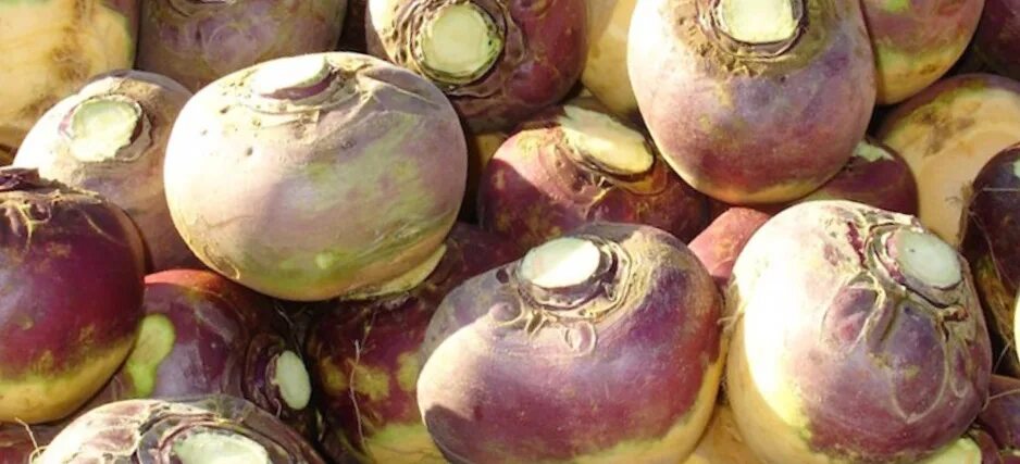 Брюква ягода. Корнеплод брюквы. Турнепс корнеплоды. Брюква новгородская 0,5г. Брюква 1.