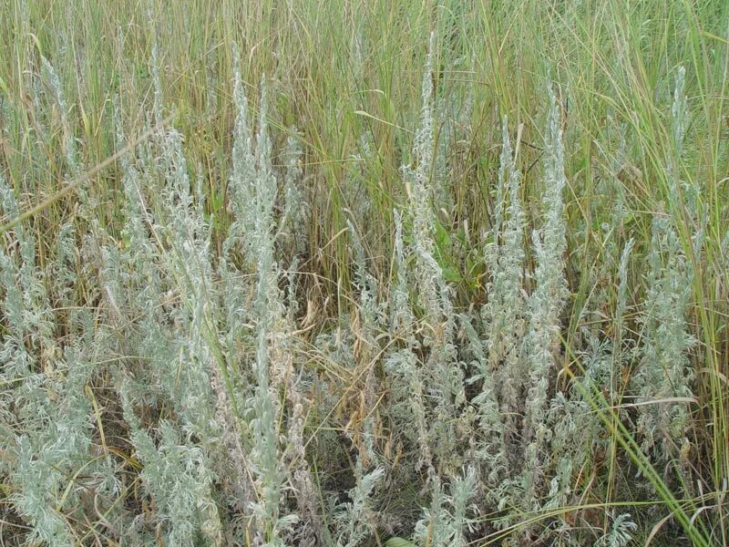 полынь голубая moorhexe. голубая полынь. голубая полынь. полынь canescens. артемизия makana silver.