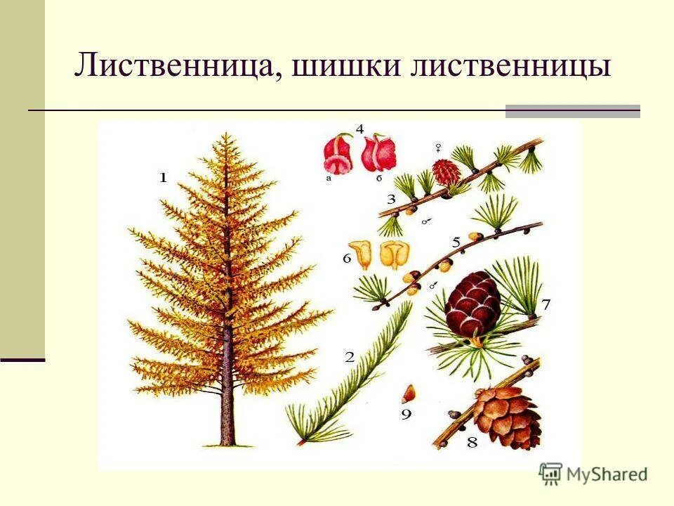 Хвойные растения части растений. Лиственница европейская голосеменное. Лиственница европейская хвоинки. Лиственница Сибирская хвоинки. Лиственница европейская шишки.