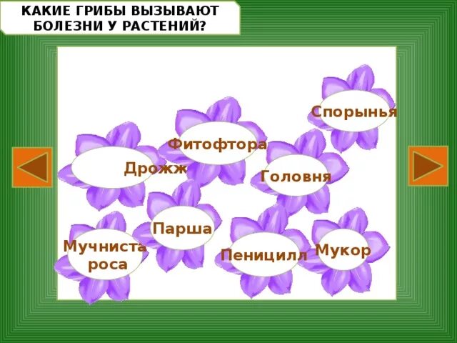 Заболевания вызываемые грибами. Грибы вызывающие заболевания. Болезни которые вызывают грибы. Грибы вызывают заболевания растений и животных