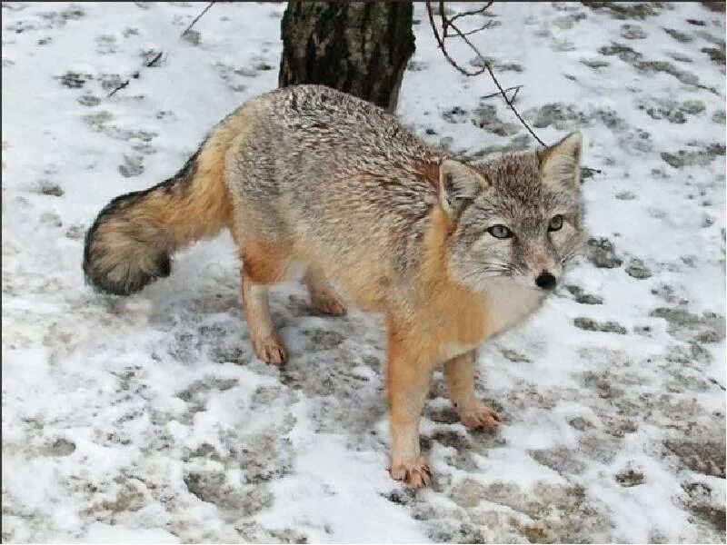 Корсак животное зимой. Калмыкский корсак. Корсак сибирский. Корсак зимой. Корсак в нсо.