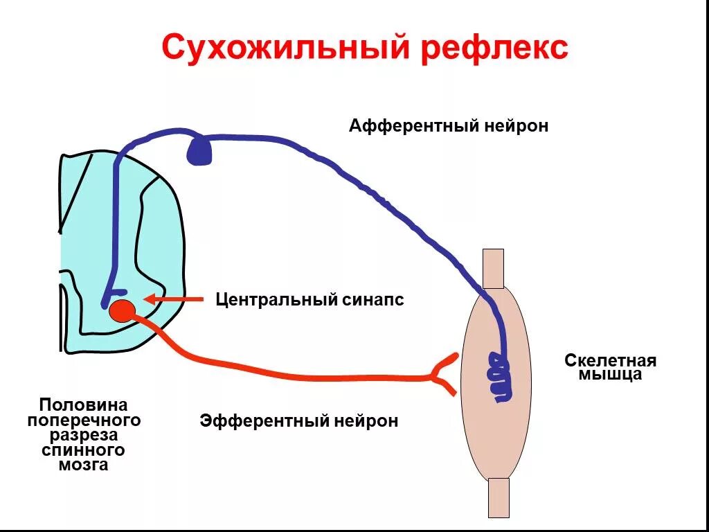 Схема рефлекторной дуги миотатического рефлекса. Рефлекторная дуга миотатического рефлекса растяжения мышцы.. Схема дуги миотатического рефлекса. Рефлекторная дуга сухожильного рефлекса схема.