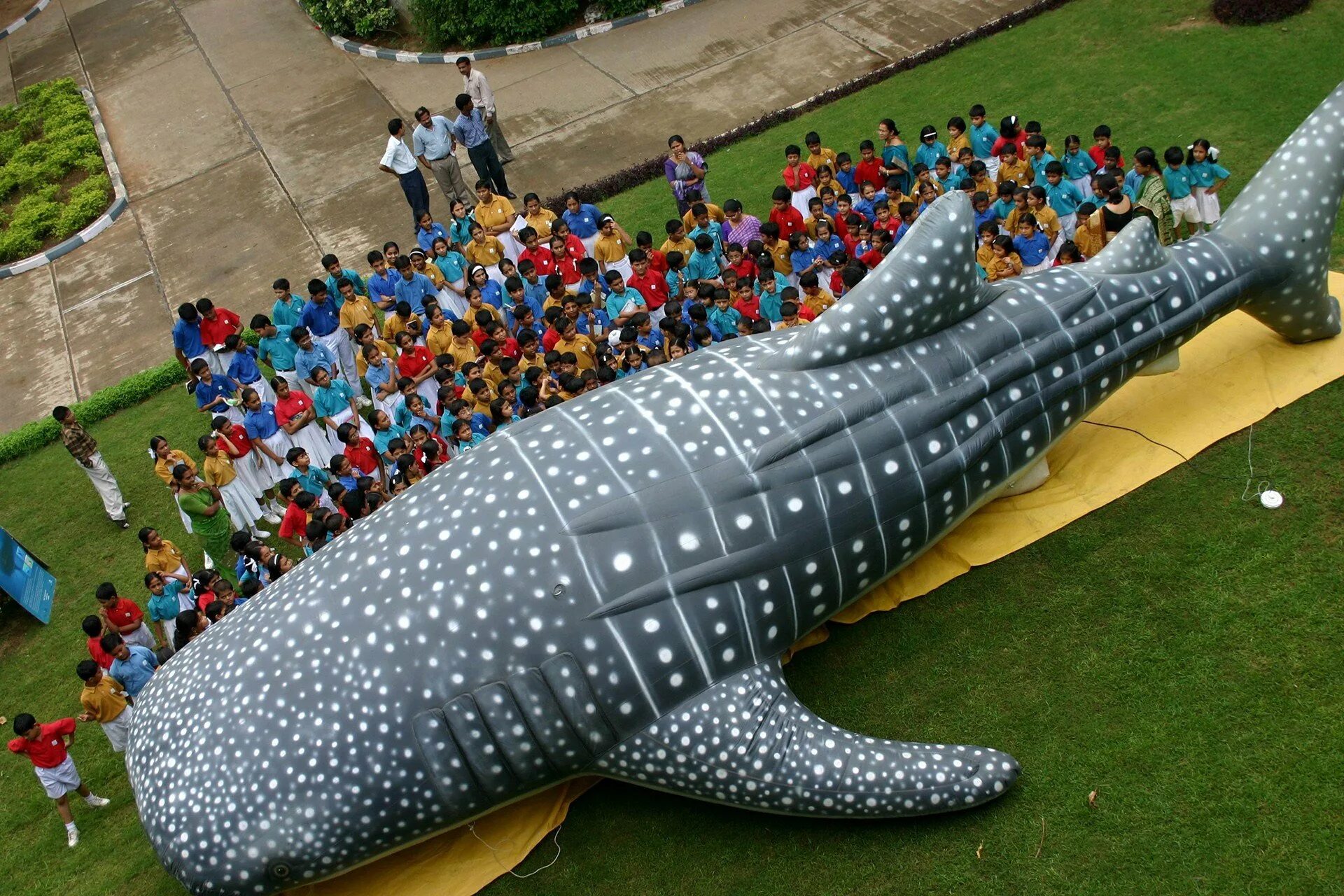 Большая рыба на земле. Китовая акула. Китовая акула самый большой размер. Китовая акула Размеры. Размер китовой акулы.