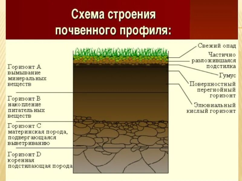 В каких почвах формируется горизонт вымывания