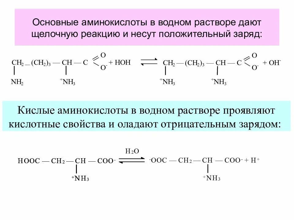 Кислотно основные аминокислоты. Основные аминокислоты кислая аминокислота. Кислые и щелочные аминокислоты. Основные и кислотные аминокислоты. Основные реакции аминокислот.