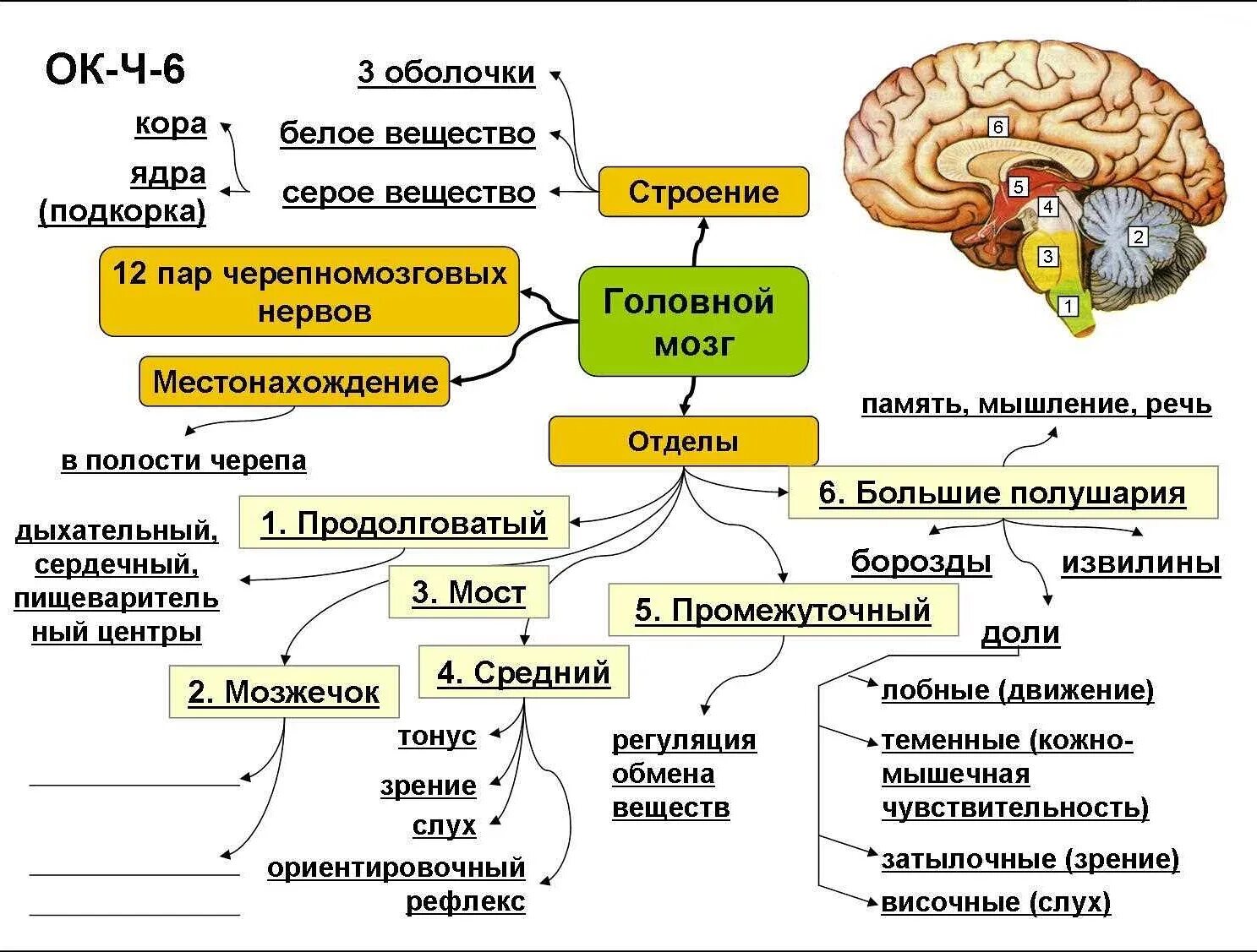 Отделы головного мозга и их функции. Строение головного мозга отдел строение функции. Схема строения отделов головного мозга. Структуры головного мозга биология 8 класс. Функции отделов головного мозга анатомия.