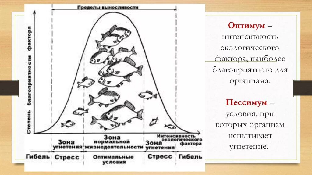 Что является основным абиотическим лимитирующим фактором