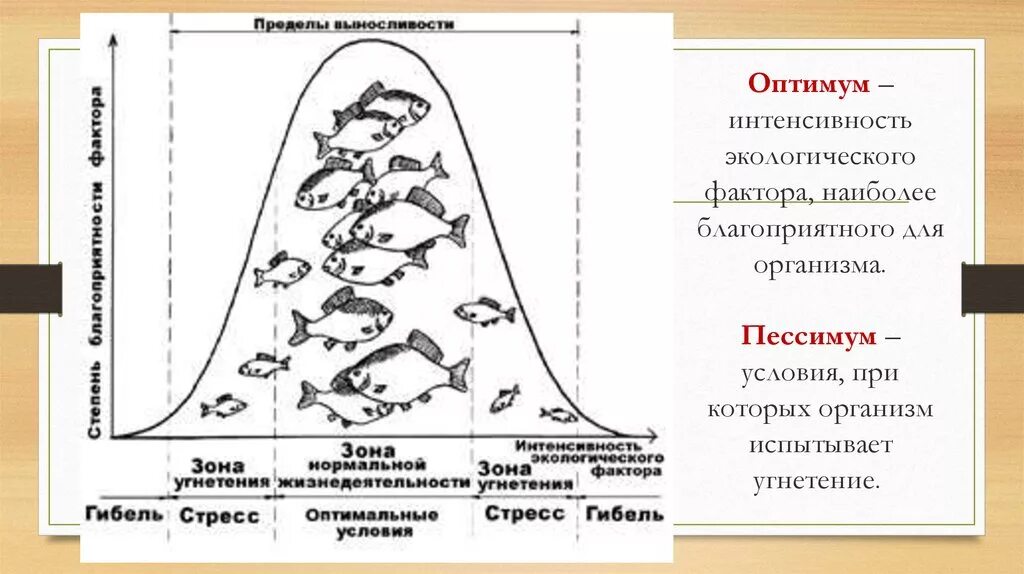 Закон оптимума биология. Влияние экологических факторов на организмы схема. Факторы среды зона оптимума. Схема воздействия экологических факторов на организм. Закон оптимума схема.