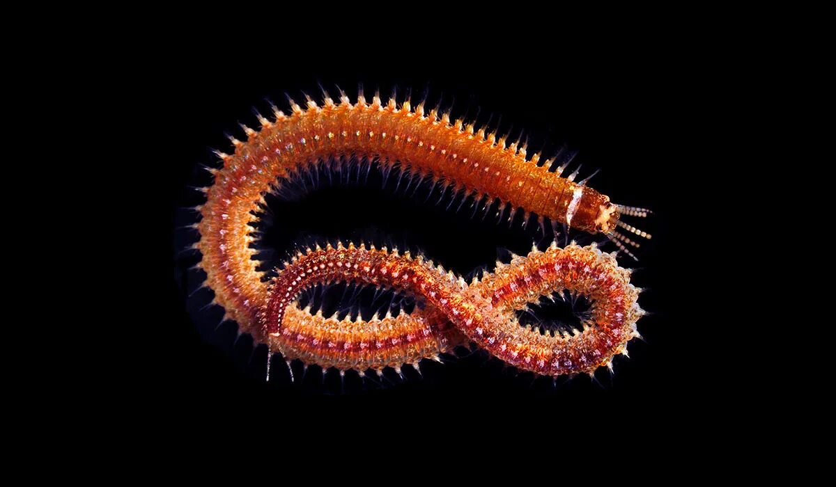 Новые черви. Кольчатый червь многощетинковые черви. Многощетинковые черви полихеты. Многощетинковые морские полихеты. Малощетинковые и многощетинковые черви.