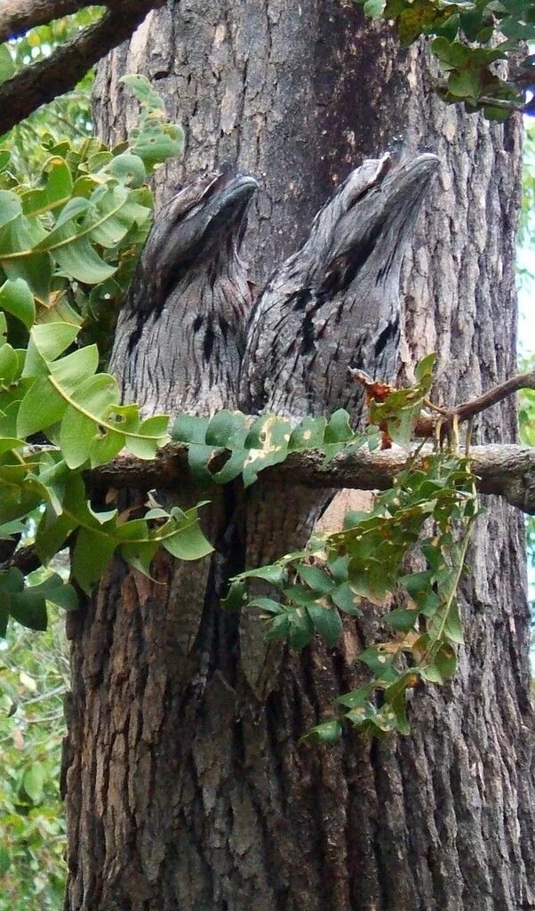 Дымчатый лягушкорот маскировка. Камуфляж камыш realtree. Сова мастер маскировки. Маскировка дерево. Камуфляж ркка лиственный лес.