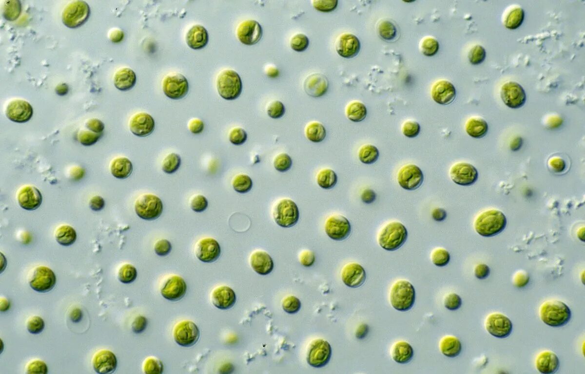 Бактерии пресной воды. Микроводоросли хлорелла. Хлорелла вульгарис. Хлорелла фитопланктон. Нанохлоропсис.