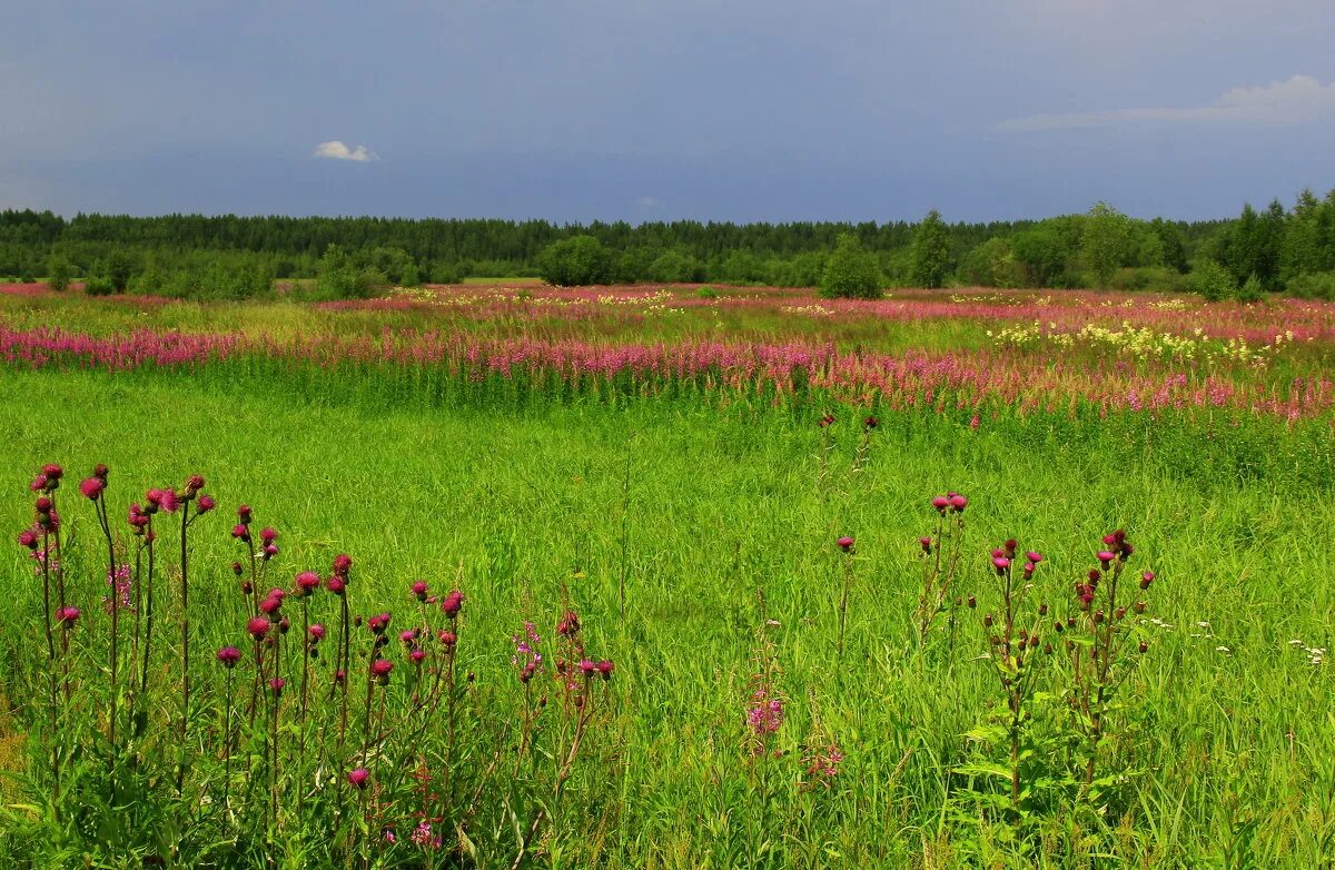 Злаково-разнотравные луга. Луга костромской области. Новоаннинский район луговые поля. Луга костромской области. Пойменные луга кузбасса.