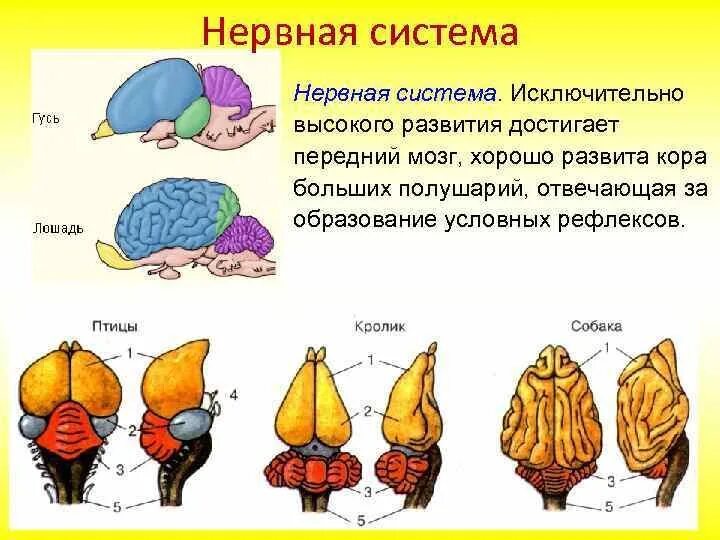 Нервная система млекопитающих 8 класс. Нервная система млекопитающих. Мозг млекопитающих. Строение мозга млекопитающих. Млекопитающие животные нервная система.