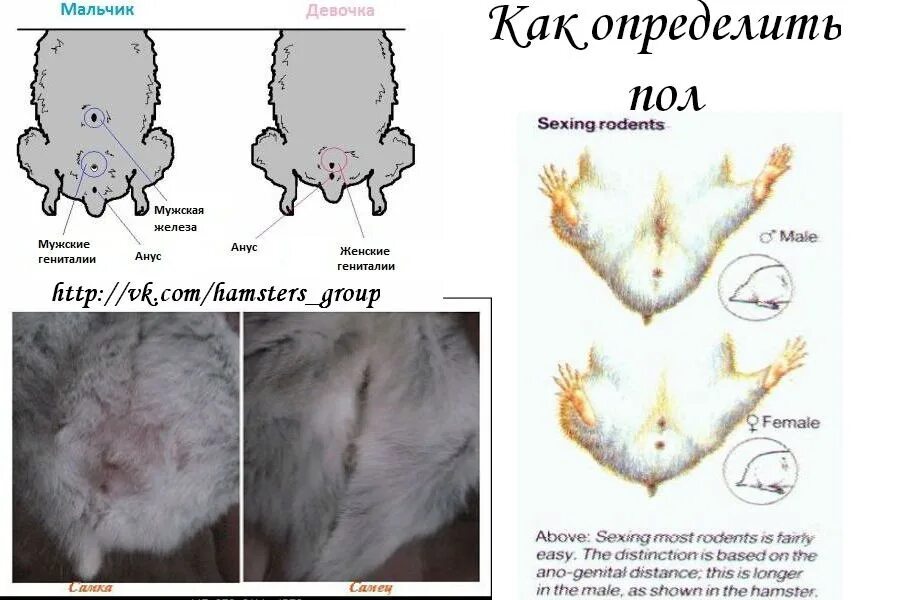 Как определить джунгариков. Определить пол джунгарского хомяка. Как отличить самца от самки у джунгариков. Как различить пол у джунгарских хомяков. Как различить пол джунгарского хомяка.