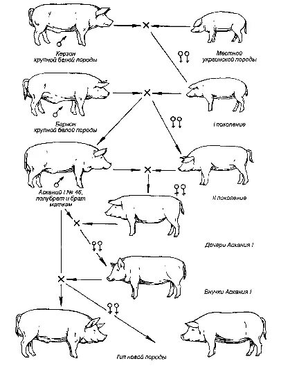 Как получить пин свиньи. Схема промышленного скрещивания Брейтовской породы свиней. Схема воспроизводительного скрещивания свиней. Технологическая схема разведения свиней. Схема выведения украинской Степной белой породы свиней.