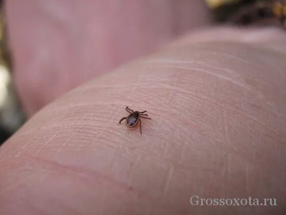 963 people suffered from tick bites in the Nizhny Novgorod region. Bites were re