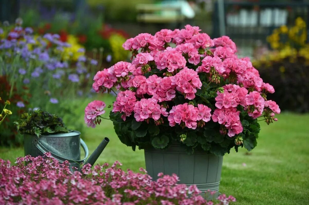 Королевская пеларгония pink mikado. Пеларгония флеминг кати. Герань фламинго. Герань фламинго. Пеларгония биг еезе фламинго.