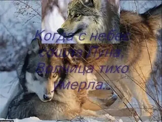 Волк под запретом. Весьегонская волчица. Волк на аву. Песня про волчицу которая. Песня про волчицу которая.