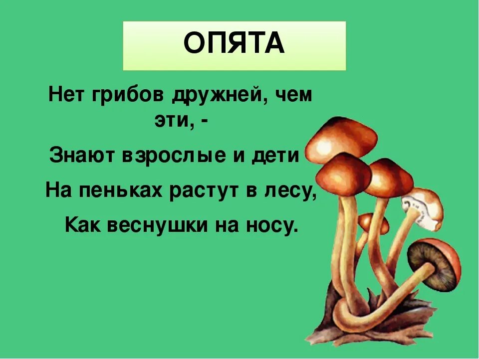 Тема гиб. Загадки про грибы опята. Загадки про грибы для 2 класса. Загадки о грибах 5 класс биология с ответами. Загадка про грибы 2 класс 2.