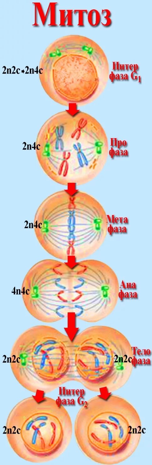 Анафаза 2 деления мейоза. Митоз фазы и процессы. Двухроматидные хромосомы. Метафаза гаплоидной клетки. Мейоз митоз таблиц 2n4c.