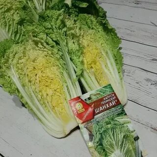 Капуста пекинская шанхай