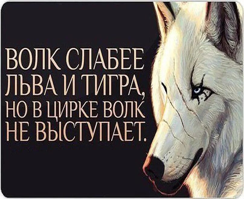 Черный волк. План рассказа любовь к жизни. Волк укусит за бочок. Пришел волк и народ. Танец волка.