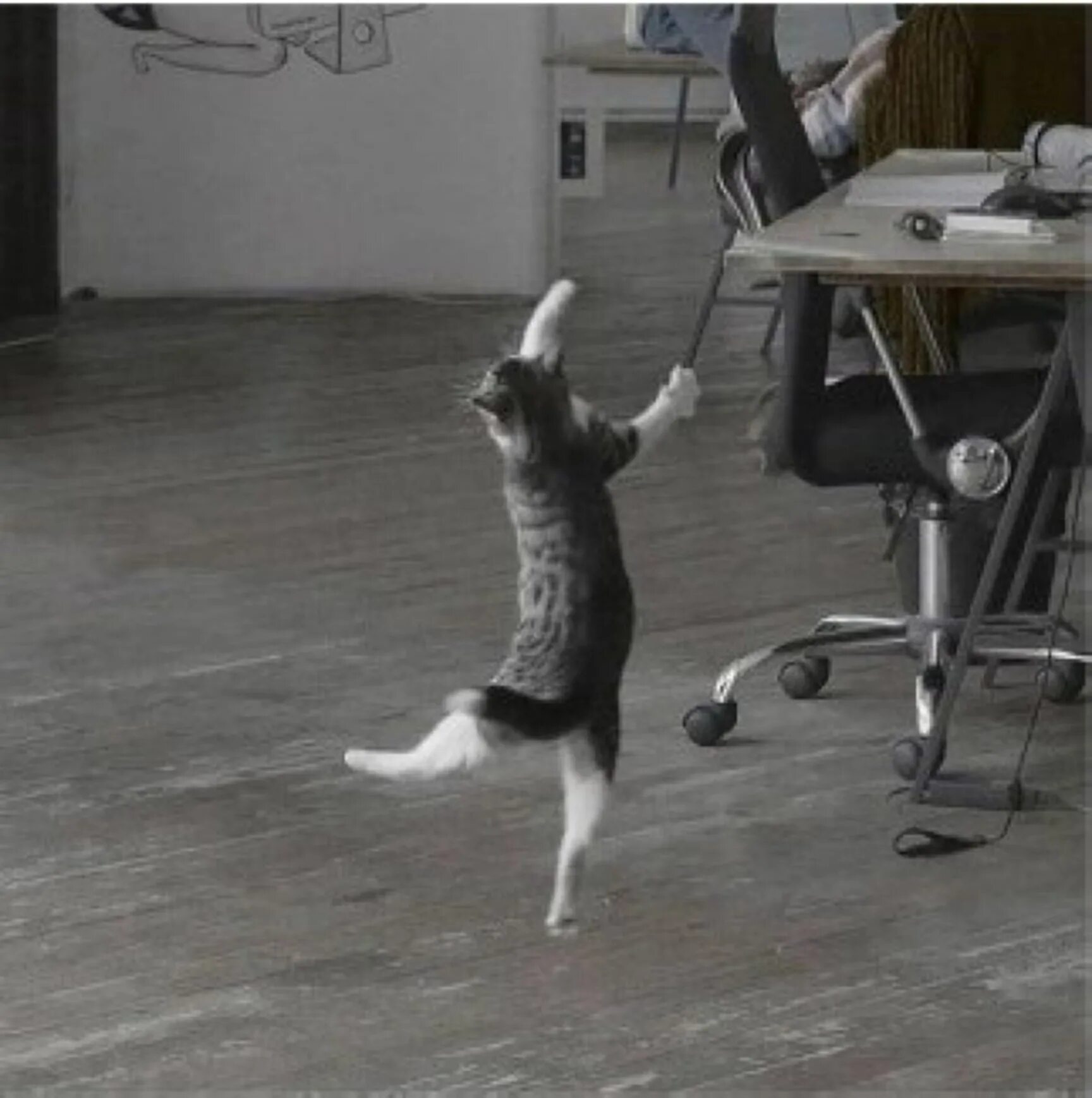 Танцующая кошка. Танец кошек музыка. Танцующие коты. Кошачьи танцы. Танцующие кошки.