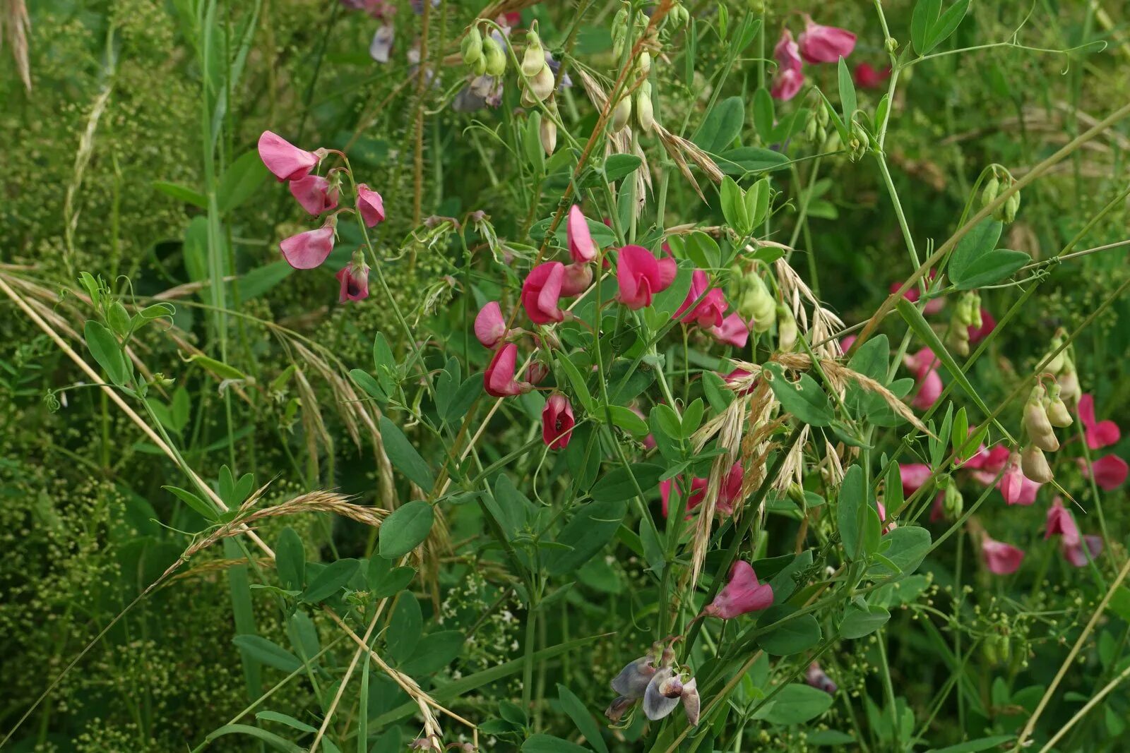 Чина (Lathyrus). Чина Болотная Lathyrus palustris. Чина клубненосная Lathyrus tuberosus. Чина посевная. Покажи чина