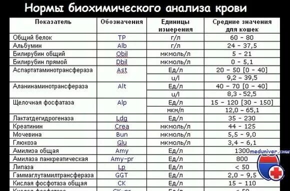 Общий белок 0. Общий анализ крови норма таблица. Биохимический анализ крови сахар норма. Показатели общего анализа крови в норме у взрослых в таблице. Нормальные показатели крови ОАК.