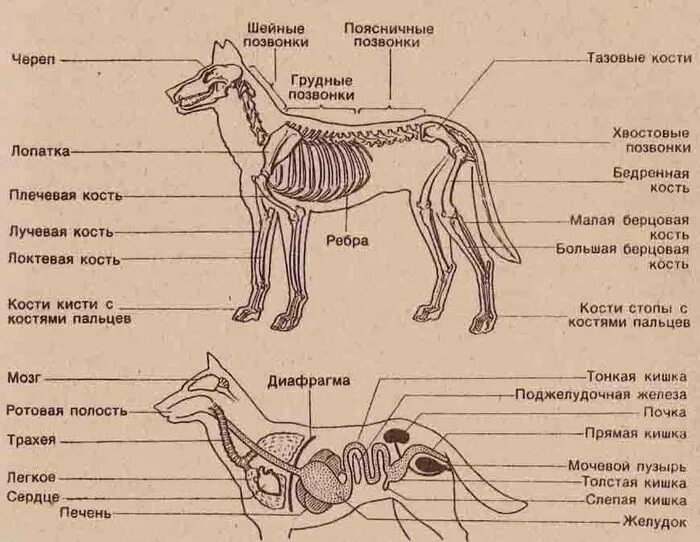 Скелет млекопитающих 7 класс биология рисунок. Скелет млекопитающего 7 класс биология. строение скелета млекопитающих. внешнее строение млекопитающих. строение собаки.