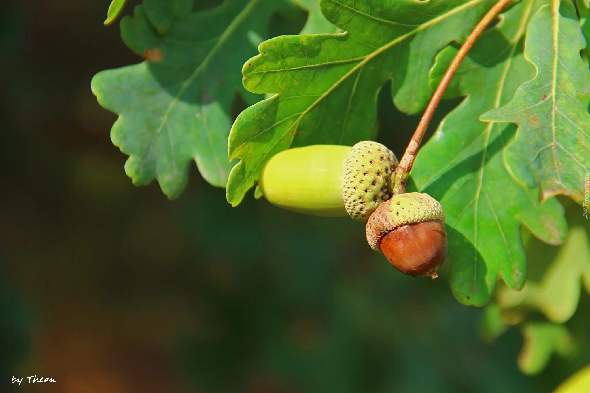 Дуб черешчатый (quercus robur l. Плоды дуба черешчатого. Плоды дуба черешчатого. Плоды дуба черешчатого. Дуб черешчатый плод.
