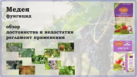 Медея фунгицид