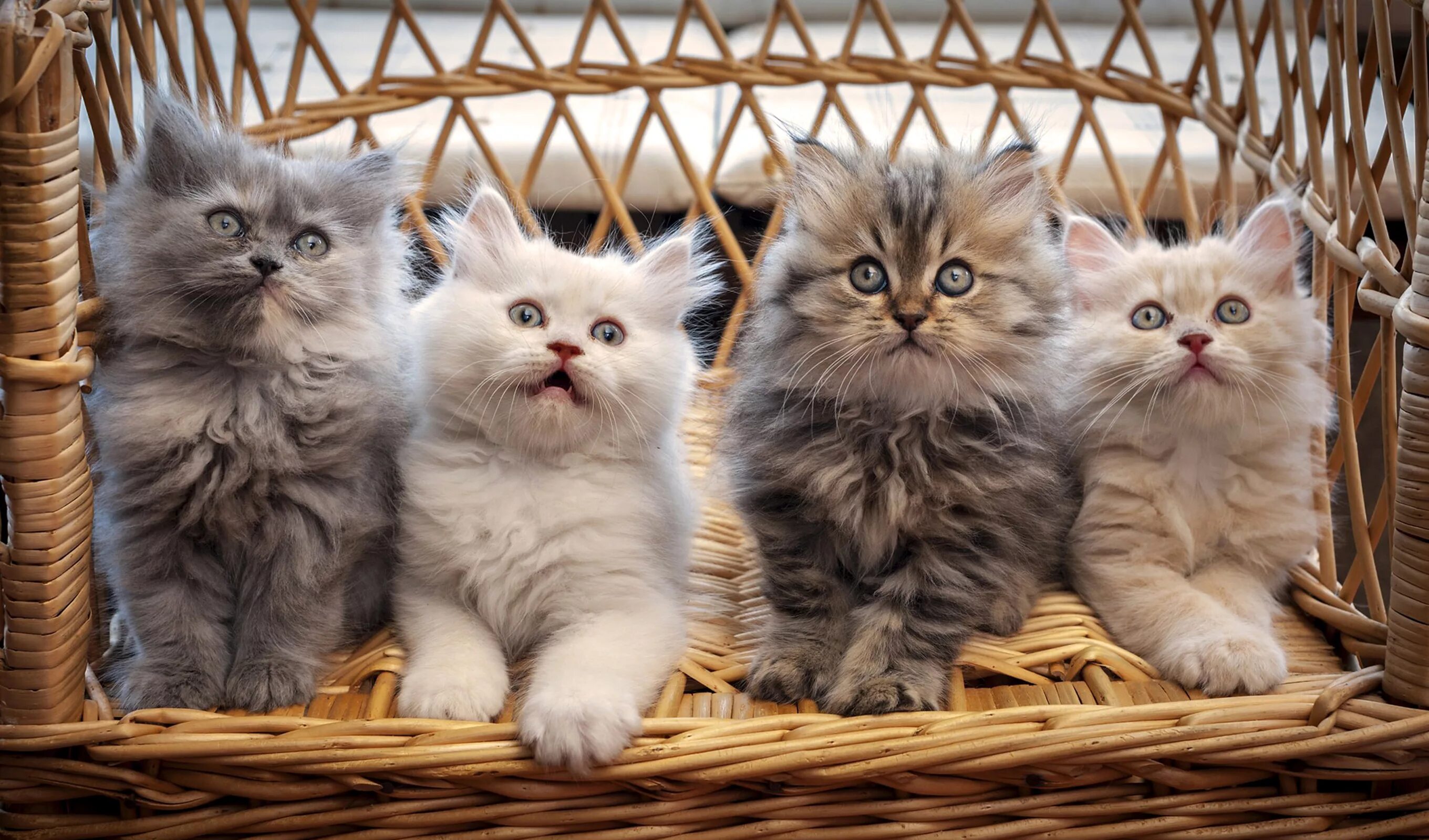 Фото Котята кошка Пушистый Трое 3 траве животное 2048x1365