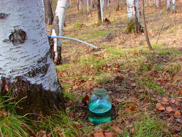 Березовый сок содержит. Берёзовый сок. добыча березового сока. сборка березового сока. приспособление для сбора березового сока.