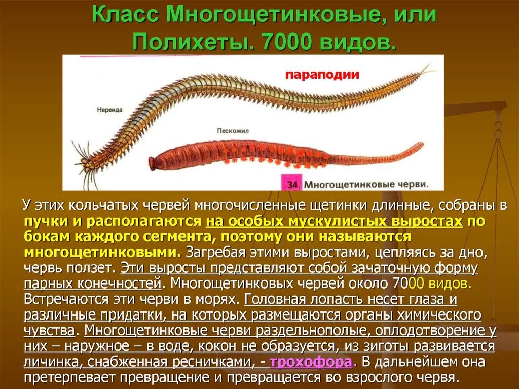 Черты приспособления червя. Класс многощетинковые черви строение. Характеристика класса многощетинковые черви. Кольчатые черви пиявки строение. Кольчатый червь многощетинковые черви.