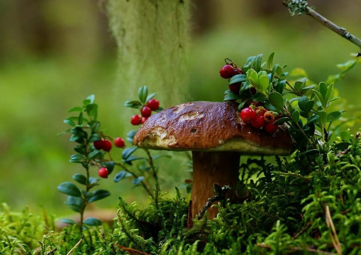 Мир природы грибы. Лесные ягоды. Август природа. Лесные грибы. Осень грибы.