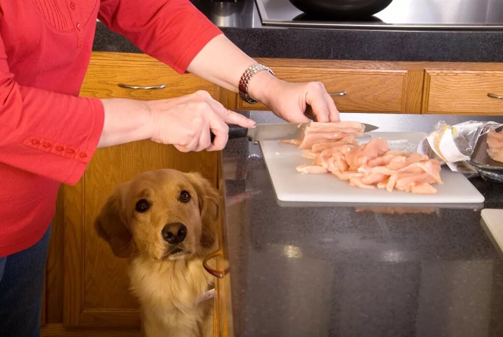 Еден pets. Готовка собаки. Кормление собак. Громовка еды для собак. Стол для собак для еды.