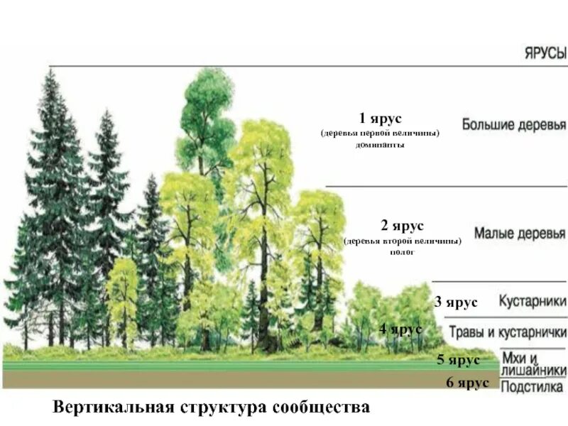 Растения 1 2 3 яруса. Ярусность деревьев. первый ярус деревьев. деревья 1 яруса. деревья второй величины.