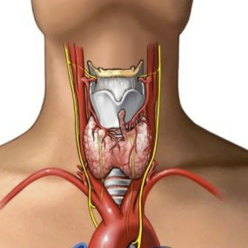 Что такое щитовидная железа. Гипотиреоз щитовидной железы. Щитовидная железа при гипотиреозе. Щитовидная железа расположение анатомия. Тиреоидный гипотиреоз.