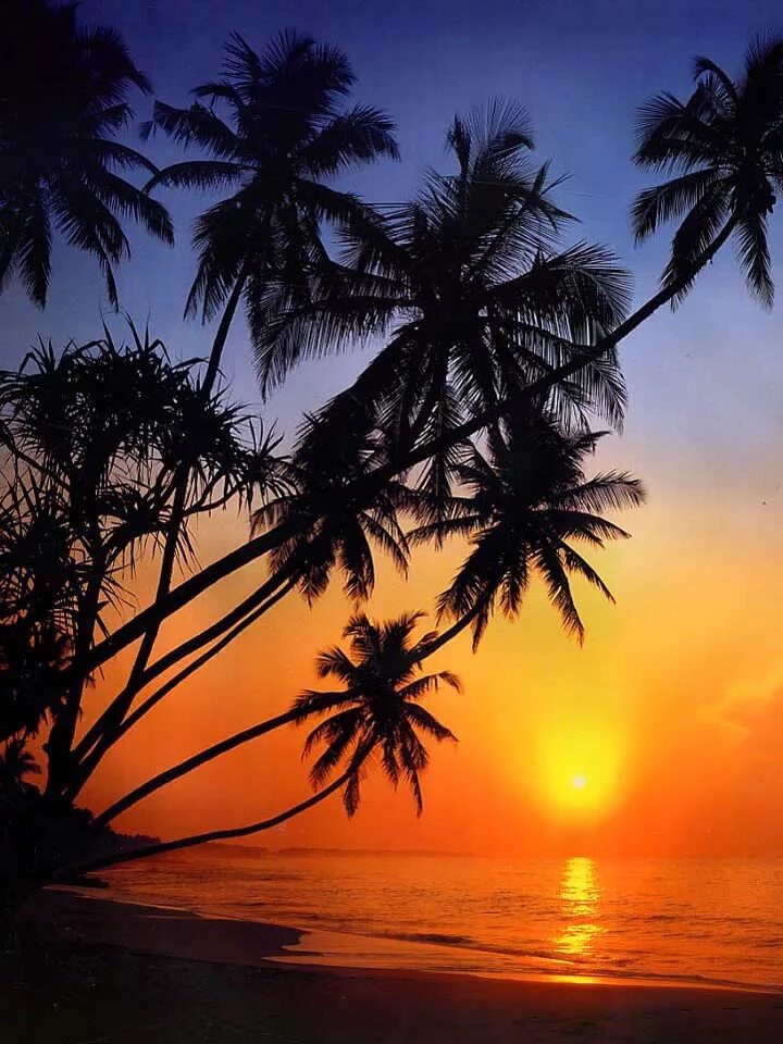 Пальмы на закате. Рассвет пальмы. Тропический закат. Море пальмы закат.