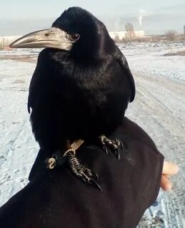 Грач подходит