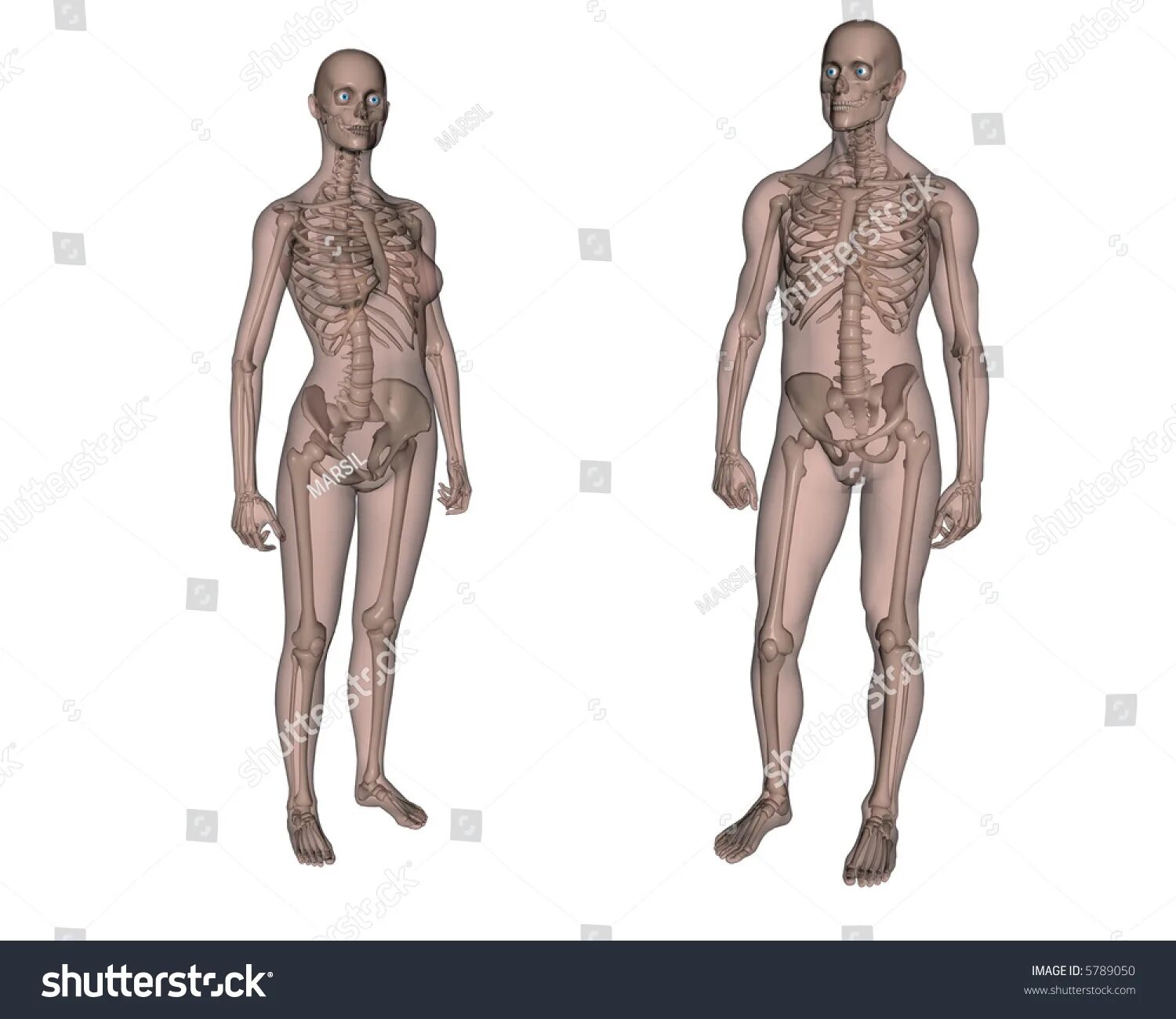 Скелет мужчины. Скелет мужчины и женщины. Скелет мужчины и скелет женщины. Анатомия мужчины и женщины.