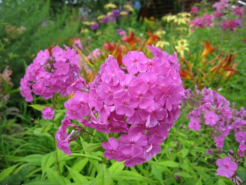 Флокс посадка в грунт. Флоксы кустовые. Флоксы махровые многолетние. Флокс весенний. Флокс махровый.