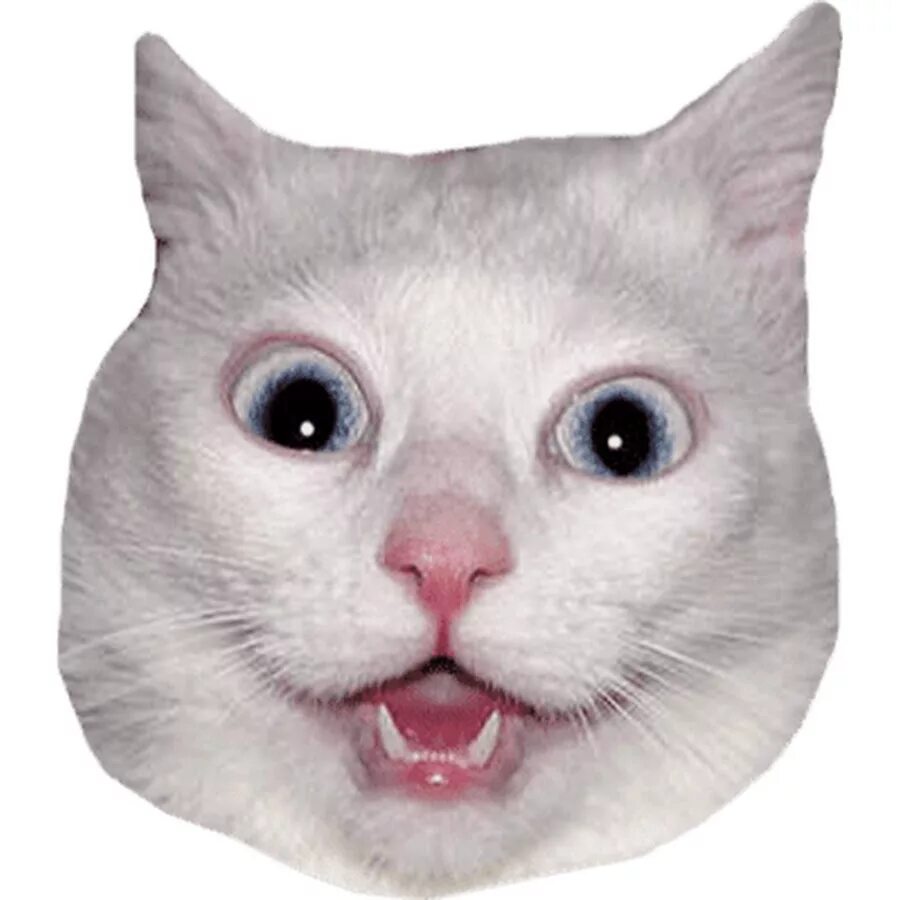 Писо кошка. Лицо кота на белом фоне. Коты мемы. Котик на белом фоне. Грампи кэт стикер.