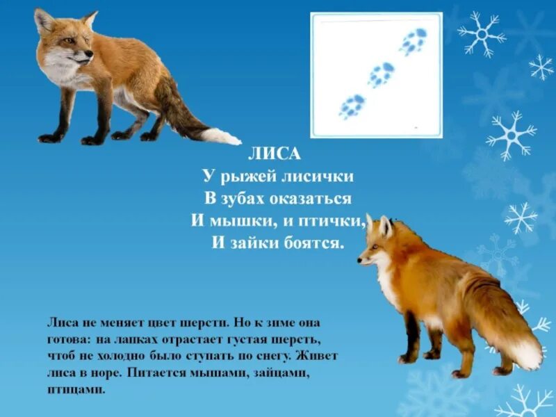 Лиса меняет цвет. Лисы меняют окрас зимой. лиса меняет окраску. презентация растения и животные зимой подготовительная группа. презентация животные зимой подготовительная группа.