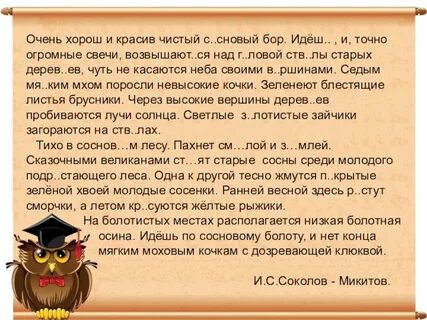 Чистый сосновый бор очень красив